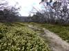 Kunzia ericifolia flanking McFarlane Track