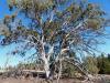 a redgum on the Significant Tree Register