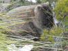 a shy young wombat near S-K Hut