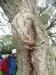 A cork tree