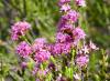 ... but lots of wildflowers - Calytrix tretagona ...